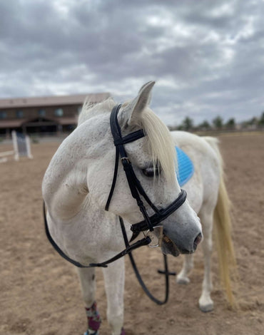 English Bridles