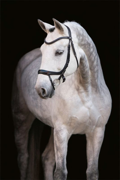 Schockemohle Equitus Alpha Bridle - COB