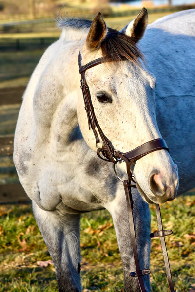 Auven Equestrian Othello Bridle w/ Reins COB