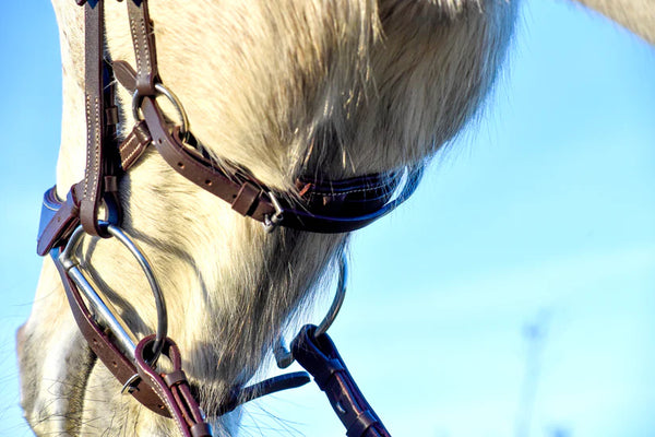Auven Equestrian Othello Bridle w/ Reins COB