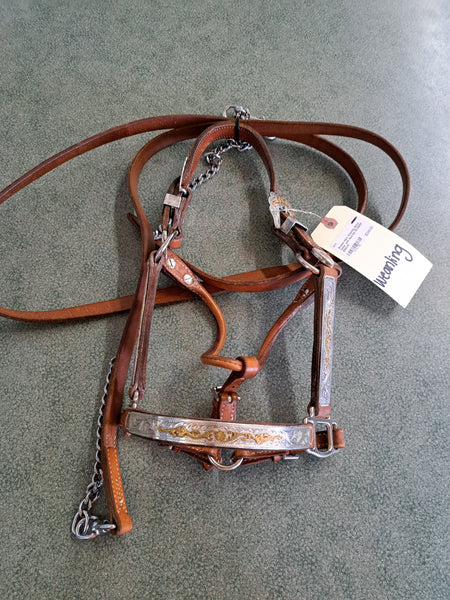 Weanling Broken Horn Show Halter