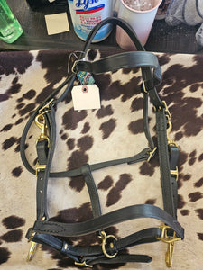 New Tory leather halter bridle combo