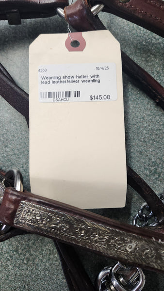 Weanling Show Halter with Lead